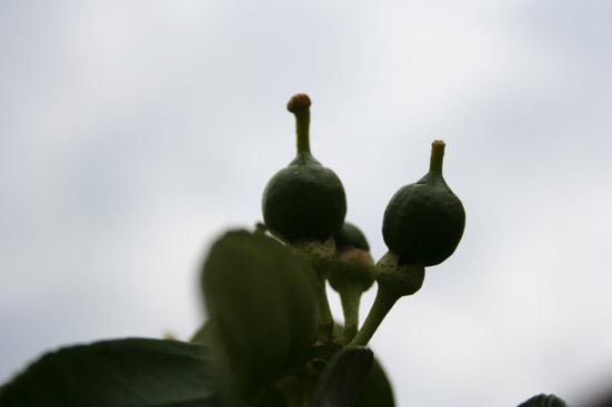 Greippiöljy, luomu Citrus paradisi