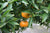 Mandariiniöljy, punainen, luomu Citrus reticulata