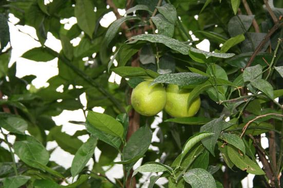 Appelsiiniöljy, makea, luomu, Citrus sinensis