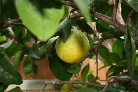 Appelsiiniöljy, makea, luomu Citrus sinensis