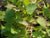 Korianterinsiemenöljy Coriandrum sativum