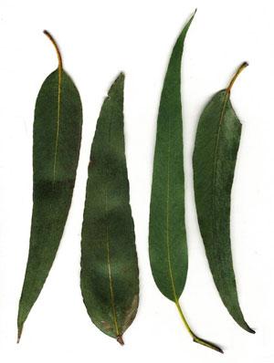 Eukalyptusöljy globulus, luomu Eucalyptus globulus