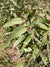 Eukalyptusöljy staigeriana, luomu Eucalyptus staigeriana