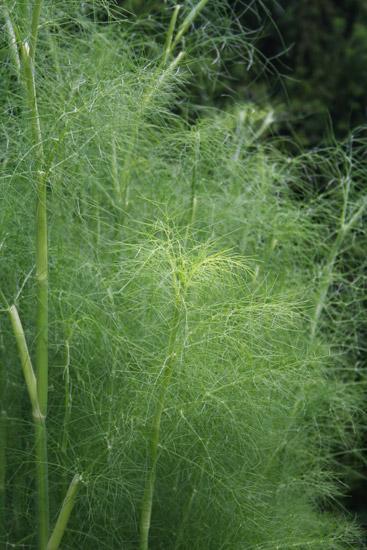 Fenkoliöljy makea Foeniculum vulgare var. dulce