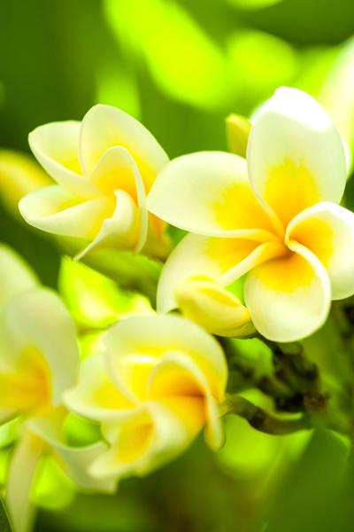 Frangipani Absolue 10:90 jojobassa Frangipani Absolue