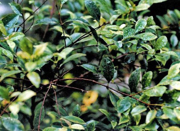 Neilikanlehtiöljy Syzygium aromaticum