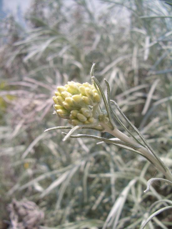 Italianolkikukkaöljy, luomu, Immortelle, 50:50 jojobassa (Helicrysum italicum)