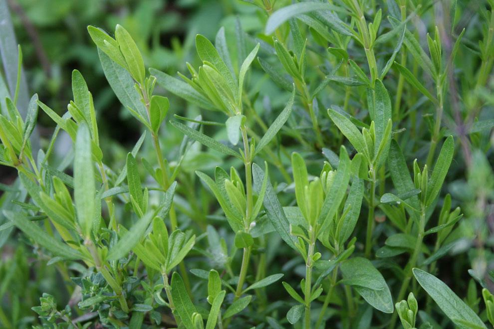 Iisoppiöljy, villikasvu Hyssopus officinalis