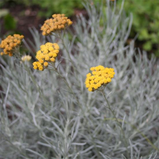 Italianolkikukkaöljy, luomu, Immortelle, 50:50 jojobassa (Helicrysum italicum)