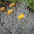 Italianolkikukkaöljy, Immortelle, 50:50 jojobassa (Helicrysum italicum)