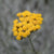 Italianolkikukkaöljy, Immortelle, 50:50 jojobassa (Helicrysum italicum)