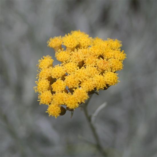 Italianolkikukkaöljy (Immortelle) Helichrysum italicum
