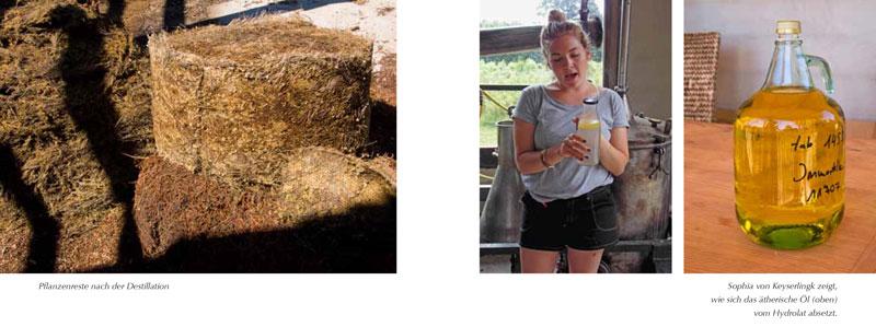 Immortelle, Portrait einer wilden Duft- und Heilpflanze