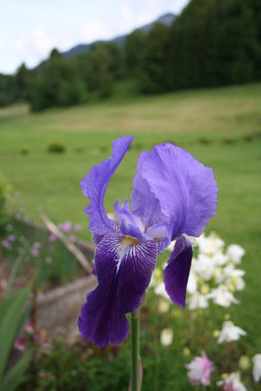 Iiris Absolue 50:50 alkoholissa Iris pallida