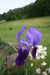 Iiris Absolue 50:50 alkoholissa Iris pallida