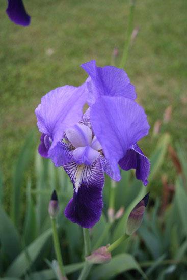 Iirisjuuriöljy (Saksankurjenmiekan juuriöljy) CO2-uute - Iris germanica