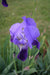 Iiriksenjuuriöljy (Saksankurjenmiekan juuriöljy) CO2-uute Iris germanica