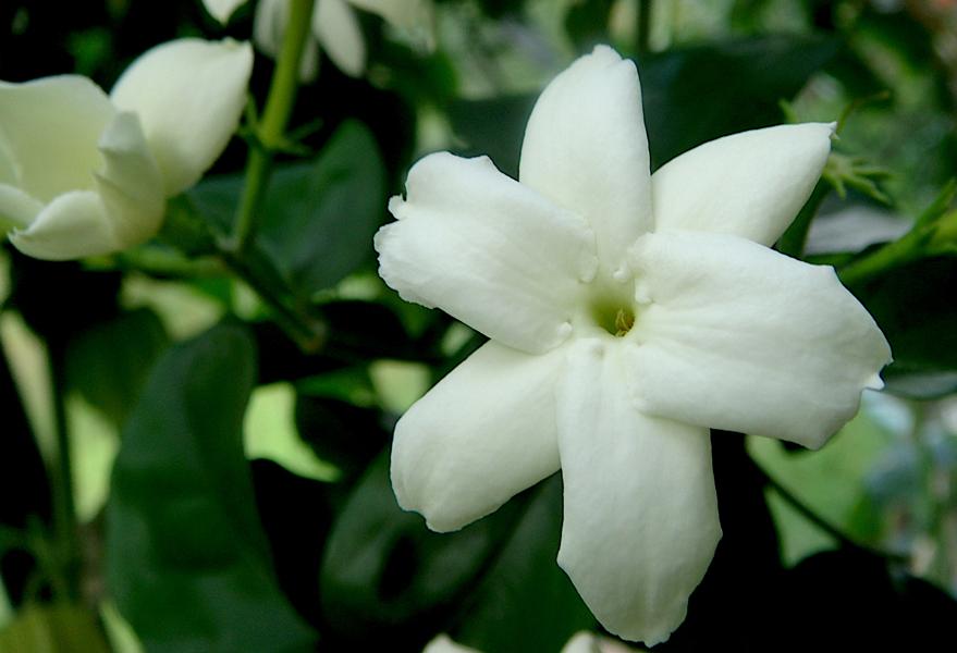 Jasmiiniöljy sambac Absolue 10:90 jojobassa Jasminum sambac