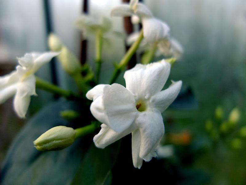 Jasmiiniöljy sambac Absolue 10:90 jojobassa Jasminum sambac