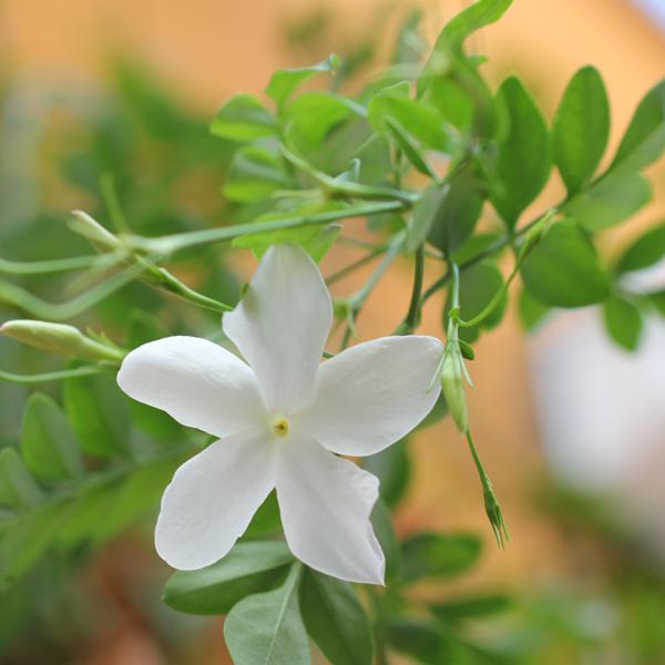 Jasmiiniöljy 10:90 jojobassa Jasminum grandiflorum