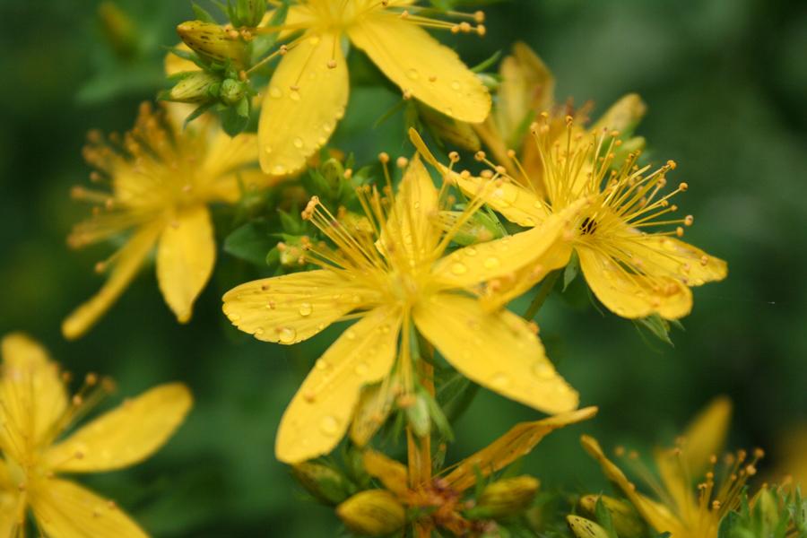 Mäkikuismaöljy, luomu Hypericum perforatum