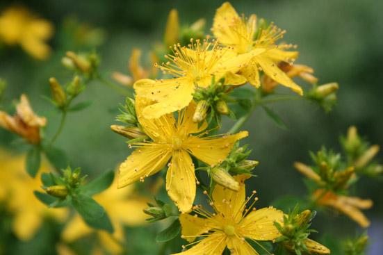 Mäkikuisma CO2 uute laimennettuna 50:50 jojobaan