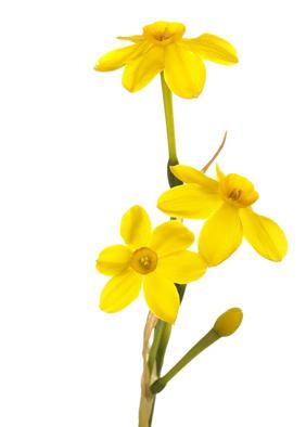 Jonquille Absolue 10:90 sekoitettuna jojobaan Narcissus jonquilla