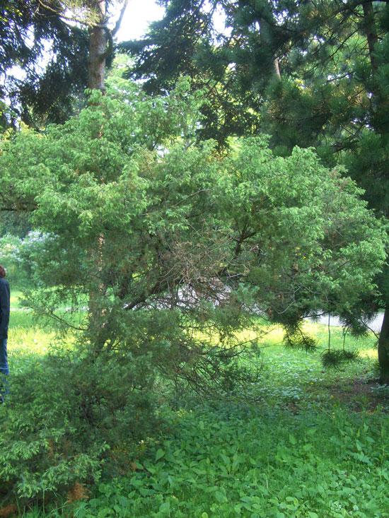 Katajanmarjaöljy Juniperus communis