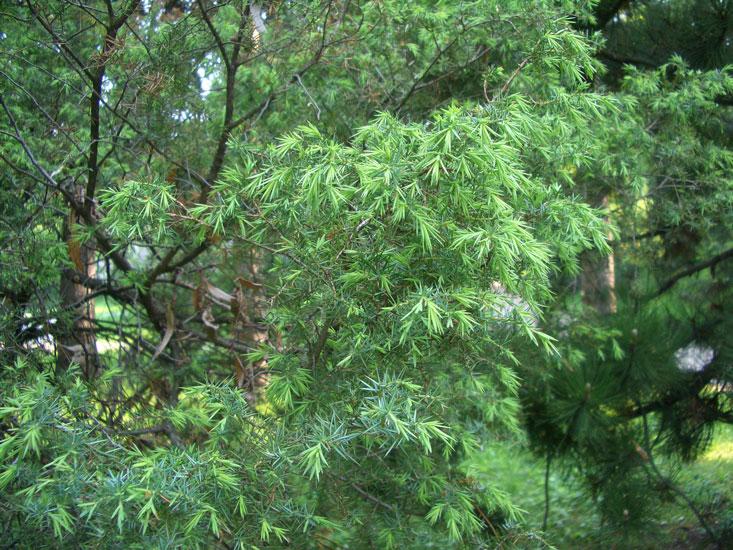 Katajanmarjaöljy Juniperus communis