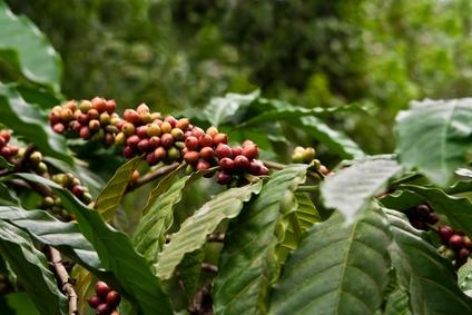 Kahviöljy CO2 uute Coffea arabica