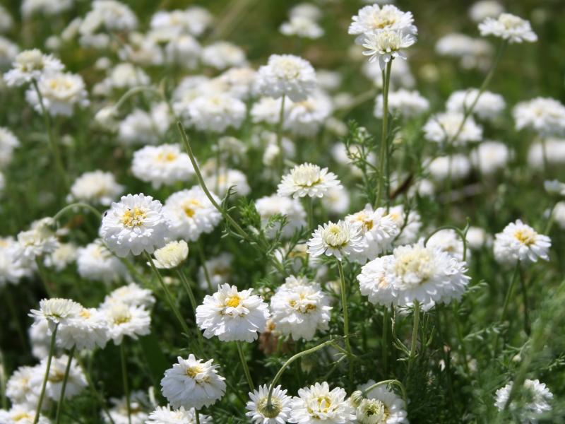 Kamomillaöljy roomalainen, luomu 10:90 laimennos jojobaöljyssä Chamaemelum nobile