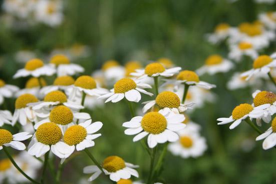 Kamomillaöljy sininen, luomu 10:90 laimennos jojobaöljyssä Matricaria recutita