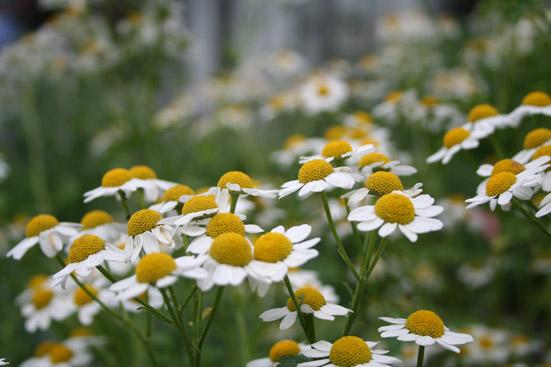 Kamomillaöljy sininen, luomu Matricaria recutita