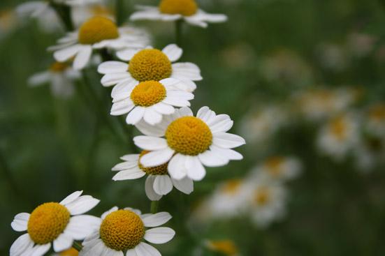 Kamomillan kukkauute, luomu, CO2 Chamomilla recutita