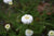 Kamomillaöljy roomalainen, luomu Chamaemelum nobile