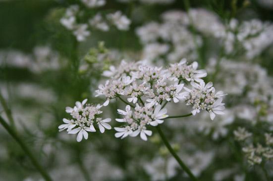 Korianterinsiemenöljy Coriandrum sativum