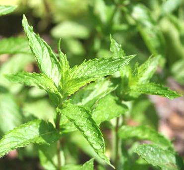 Viherminttuöljy Mentha spicata