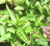 Viherminttuöljy Mentha spicata