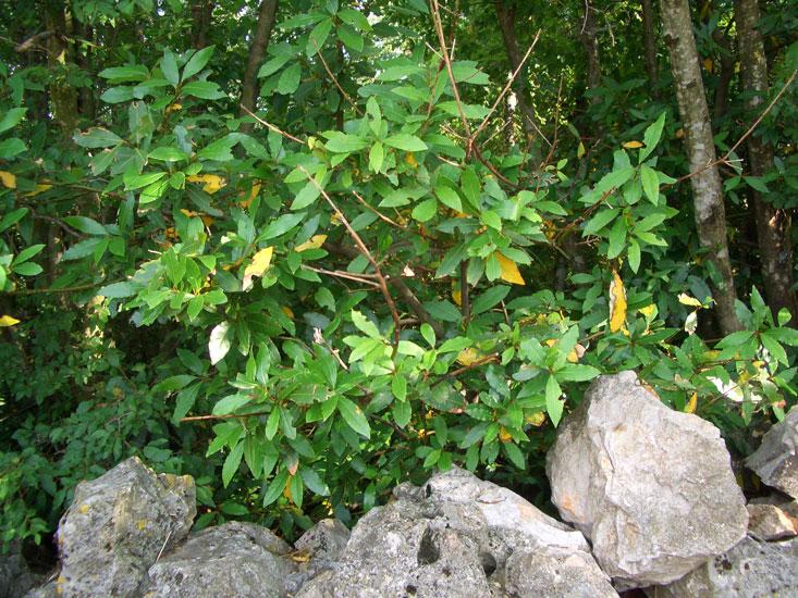 Laakerinlehtiöljy, luomu Laurus nobilis