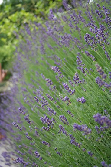 Laventeliöljy, hieno Lavandula angustifolia