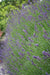 Laventeliöljy Lavandula angustifolia