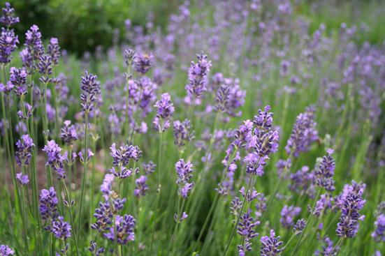 Laventeliöljy, hieno Lavandula angustifolia