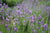 Laventeliöljy, hieno Lavandula angustifolia