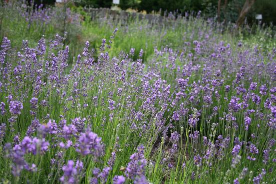 Laventeliöljy Lavandula angustifolia