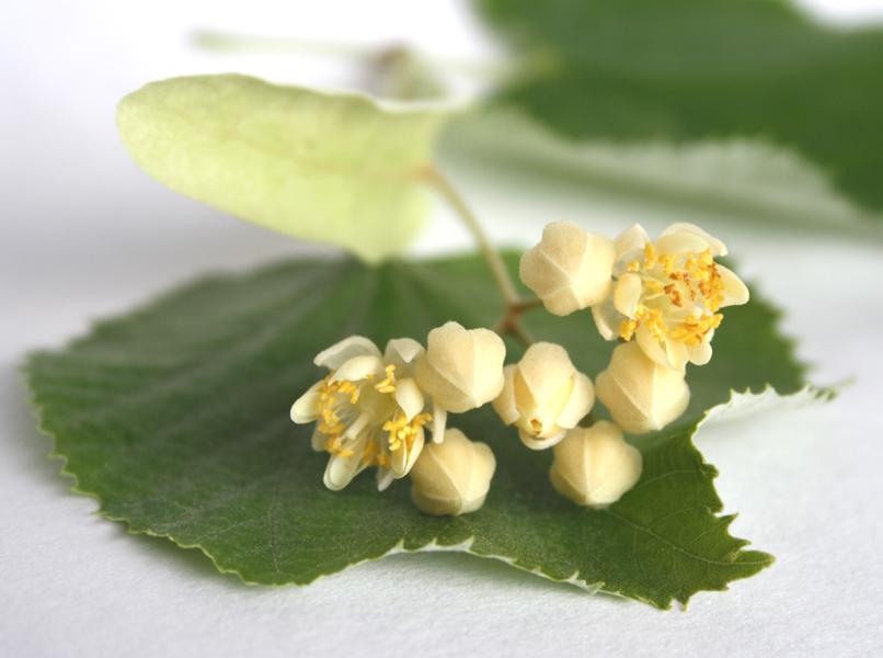 Lehmuksenkukan uute CO2, laimennettu 62:38 alkoholiin