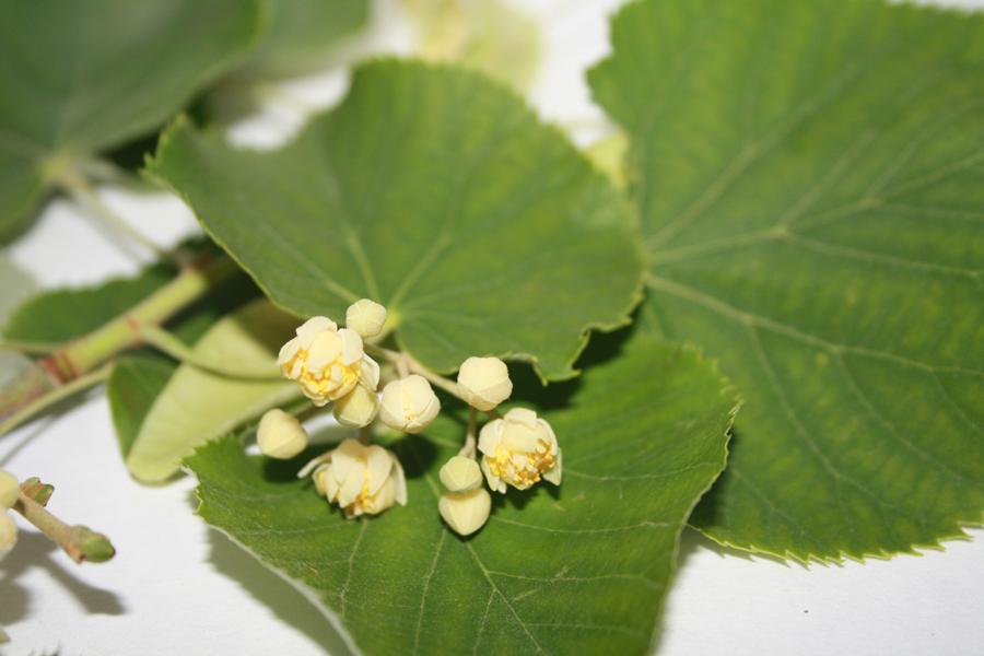 Lehmuksenkukan uute CO2, laimennettu 62:38 alkoholiin