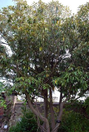 Litsea Cubeba-öljy (May Chang) Litsea cubeba