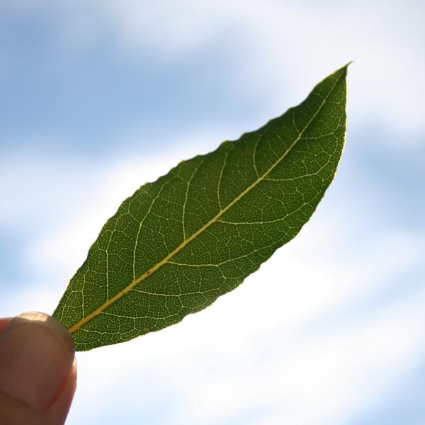 Laakerinlehtiöljy, luomu Laurus nobilis