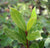 Laakerinlehtiöljy, luomu Laurus nobilis