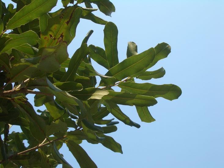Macadamiapähkinänöljy, luonnollinen, luomu Macadamia integrifolia